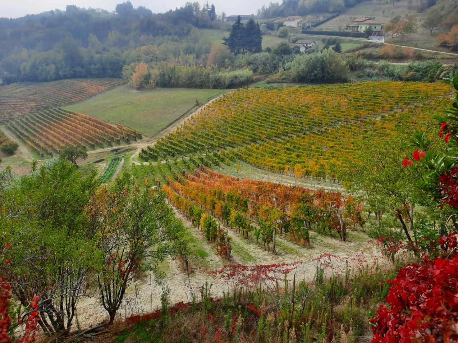 La Giribaldina Winery & Farmhouse Calamandrana Екстер'єр фото