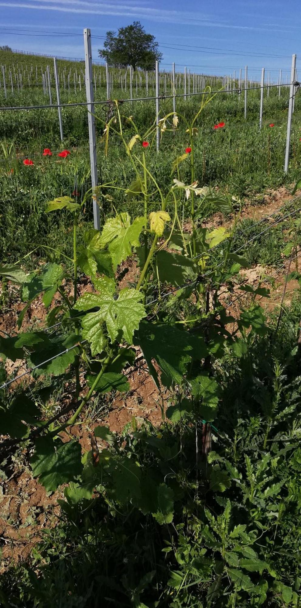 La Giribaldina Winery & Farmhouse Calamandrana Екстер'єр фото